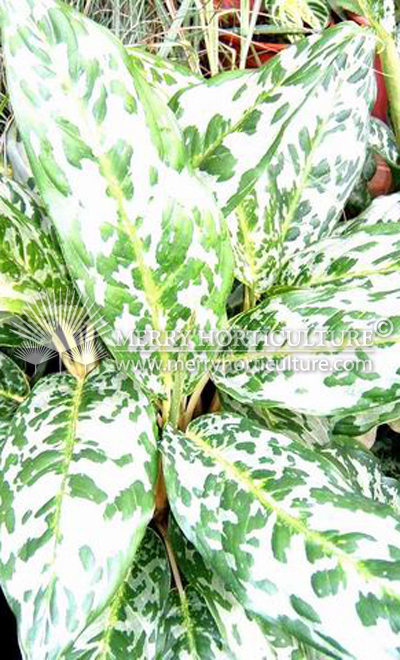 Aglaonema spp